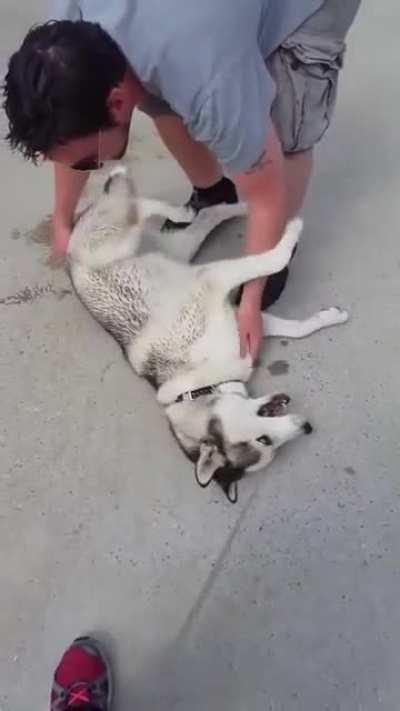 This is a husky when going out and don't want to come home