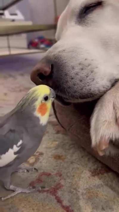 Bird wants to play with his friend