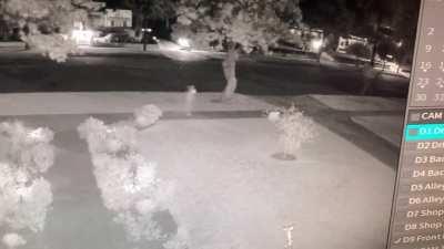 I heard something outside and checked the security camera