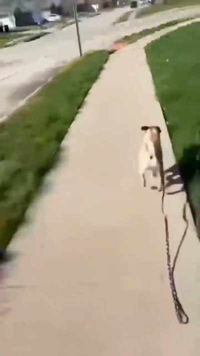 Funniest Dog Compilation Ever 🤣🐶 | Try Not to Laugh Challenge!