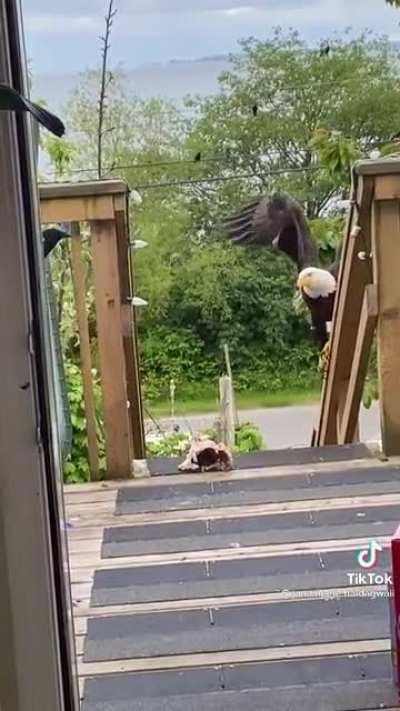 Bald eagle swoops in for the food