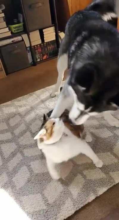 Battle of the Fluffs