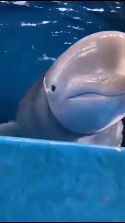 Beluga!