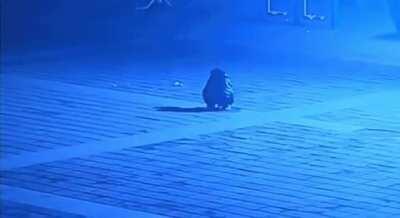 Throwing firecracker in a manhole...