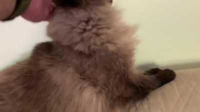 Chewbacca cat demands to be touched.