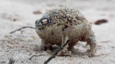 Angry Squeaking Grunt.