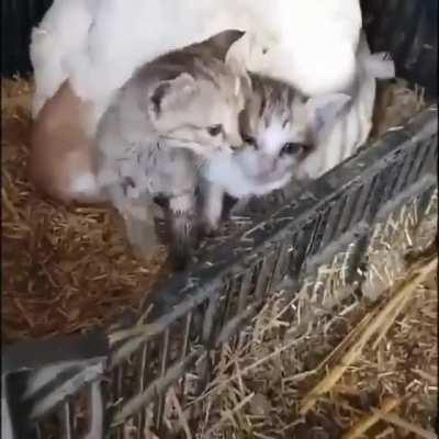 Chicken lays some eggs