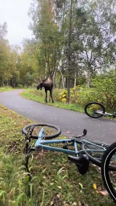 Moose encounter in Alaska