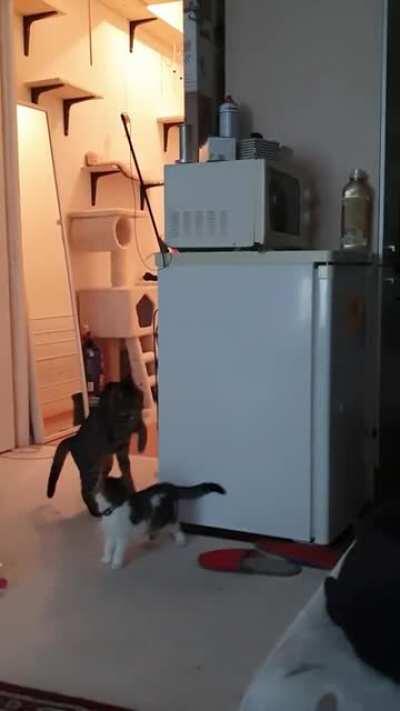 Cat helps kitten get its toy unstuck