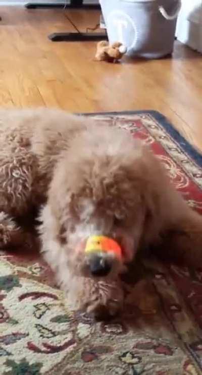 Pup is too young to remember snap bracelets.