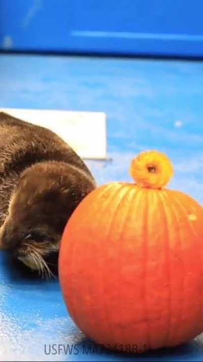 🎃 Spooky greetings from Qilak the rescued otter put at the ASLC 🎃