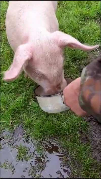 Каждый Вася любит пиво