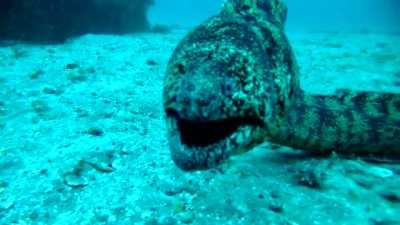 Kidako moray eel (Gymnothorax kidako) investigating a diver