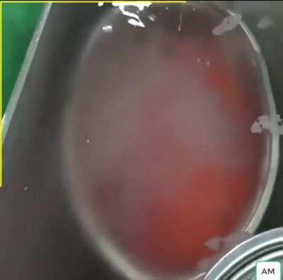 How to Artificially Breed Salmon