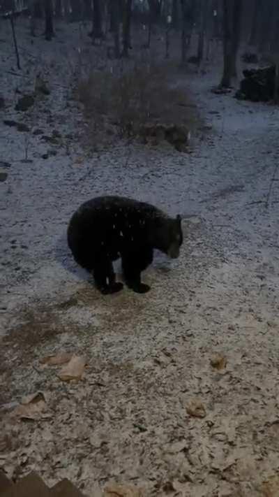 he is a distinguished little fellow