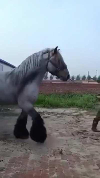 Absolute unit of a Dutch Draft