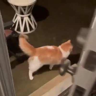 Yes no yes no yes no