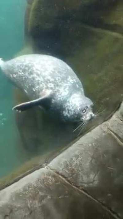 This seal