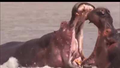 Ibais no se peleen 🙏🏼