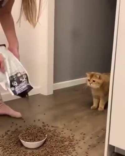 HuMaN oVeRfEeDs cAt aNd FuCkiNg kiLLs iT