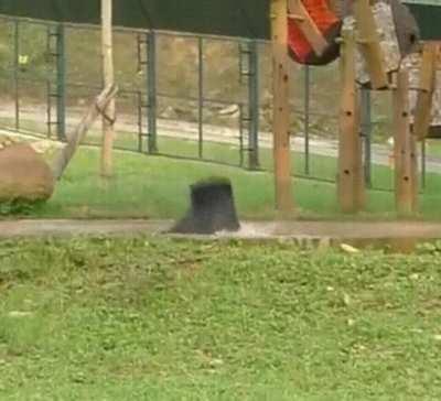 Bear celebrates his freedom after being kept in a tiny cage for years