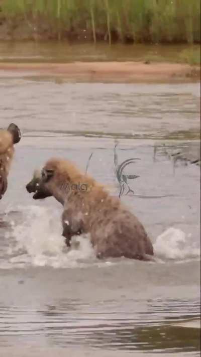 Hyenas, those notoriously ferocious hunters, also get to play sometimes