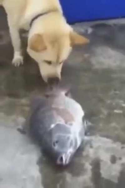 This is so sad. Can we make it to 1 like?