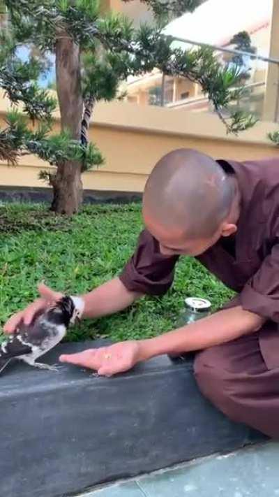 Monk feeding and being kind to a bird
