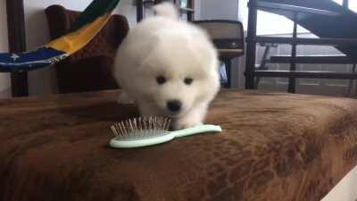 This is his first bark and I couldn’t be more in love 😍