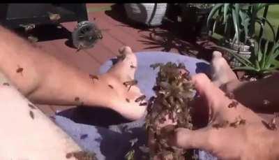 Beekeeper Singed’s secret footage 🤭