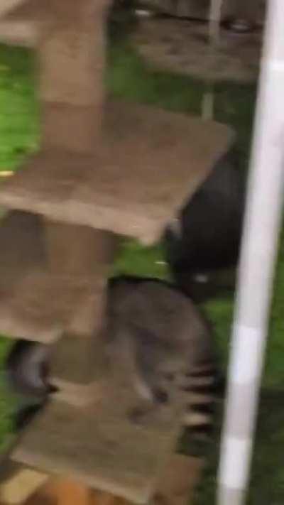 Baby raccoons having fun