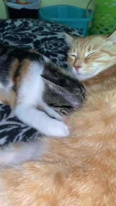 Old video of Cleo and Spyro, when Cleo was 5 months old and Spyro was 5 years old. They’re still together to this day