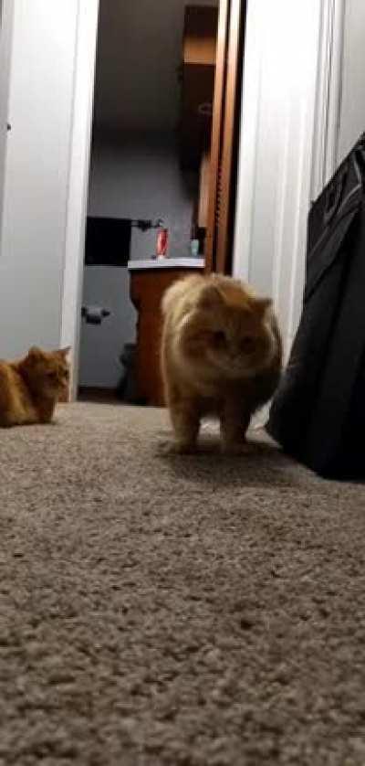 Cat discovers its own shadow...