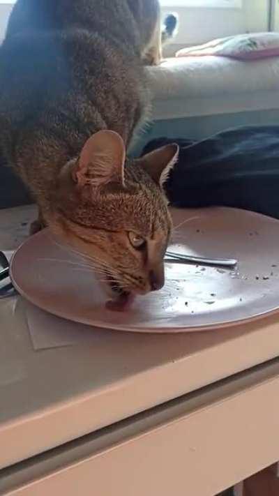 Does anybody have a SIC from 2020 Dishwasher Model edition?