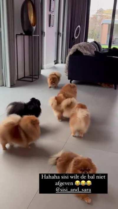 Do you love poms ?? if you do please follow me back for more amazing updates