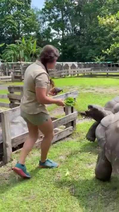 Zoo keeper feeding an Aldabra tortoise