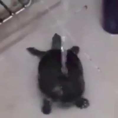 Tartaruga dançando no chuveiro.exe