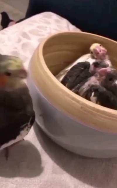 Mom Parrot Plays Peekaboo with her babies