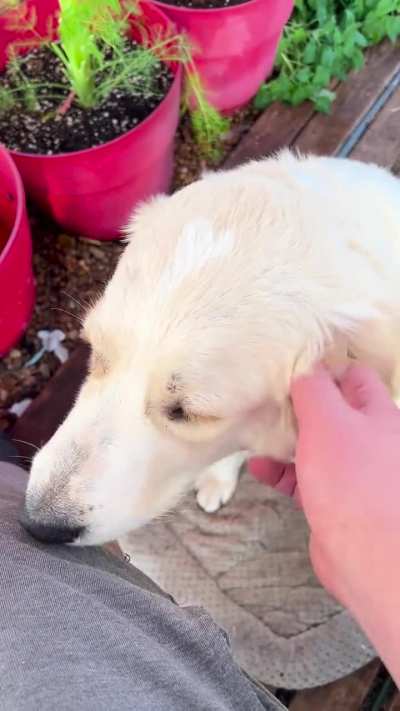 I know she’s technically my brothers dog but I really really love her 💕 (meet Georgia)