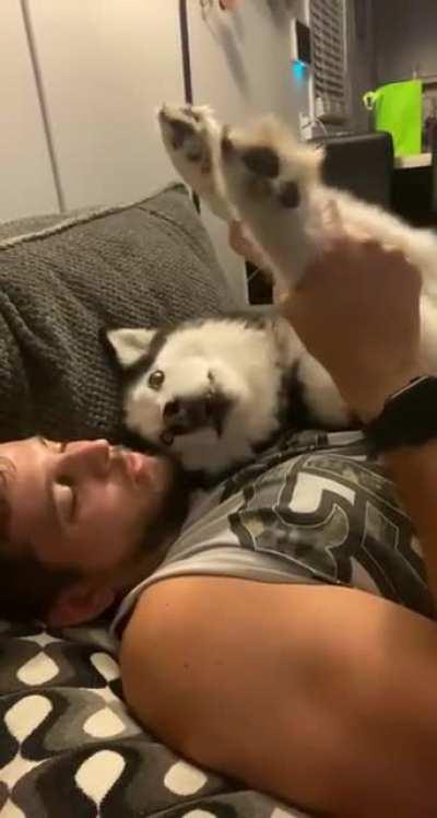 A little derpy husky tantrum
