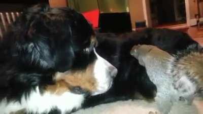 Squirrel tries hiding a nut in a dog