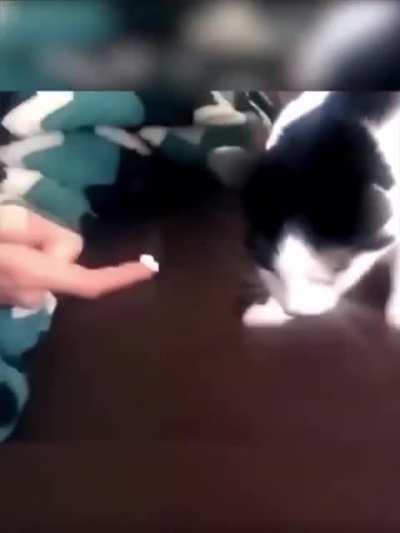 Cats react to durian fruit