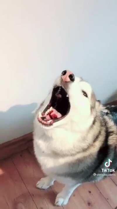 Moonmoons serenade human