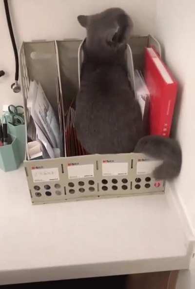 I am liquid, I am vet’s files, no cat here to see, walk on by