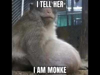 Monke gang