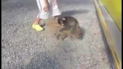 Baby Monkey Riding on a Pig!
