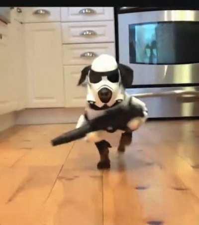 Family Dog Knows It's Star Wars Movie Night.