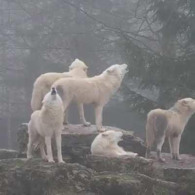 Wolf Pack Howling