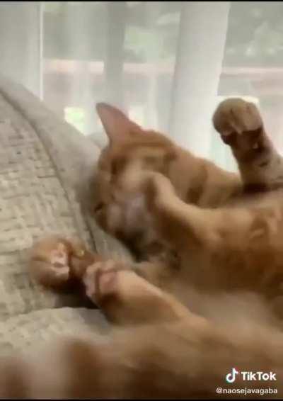 Gatinho bugado passando na sua tl