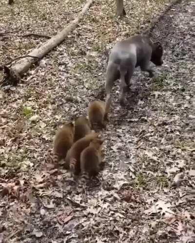 Nice doggo raising baby trash pandas